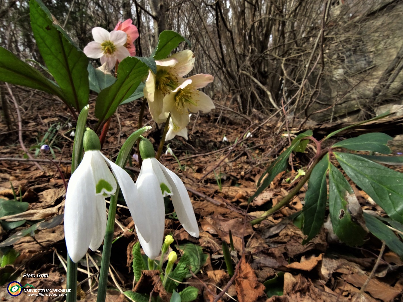 47 Bucanevi (Galanthus nivalis) ed ellebori (helleborus niger).JPG